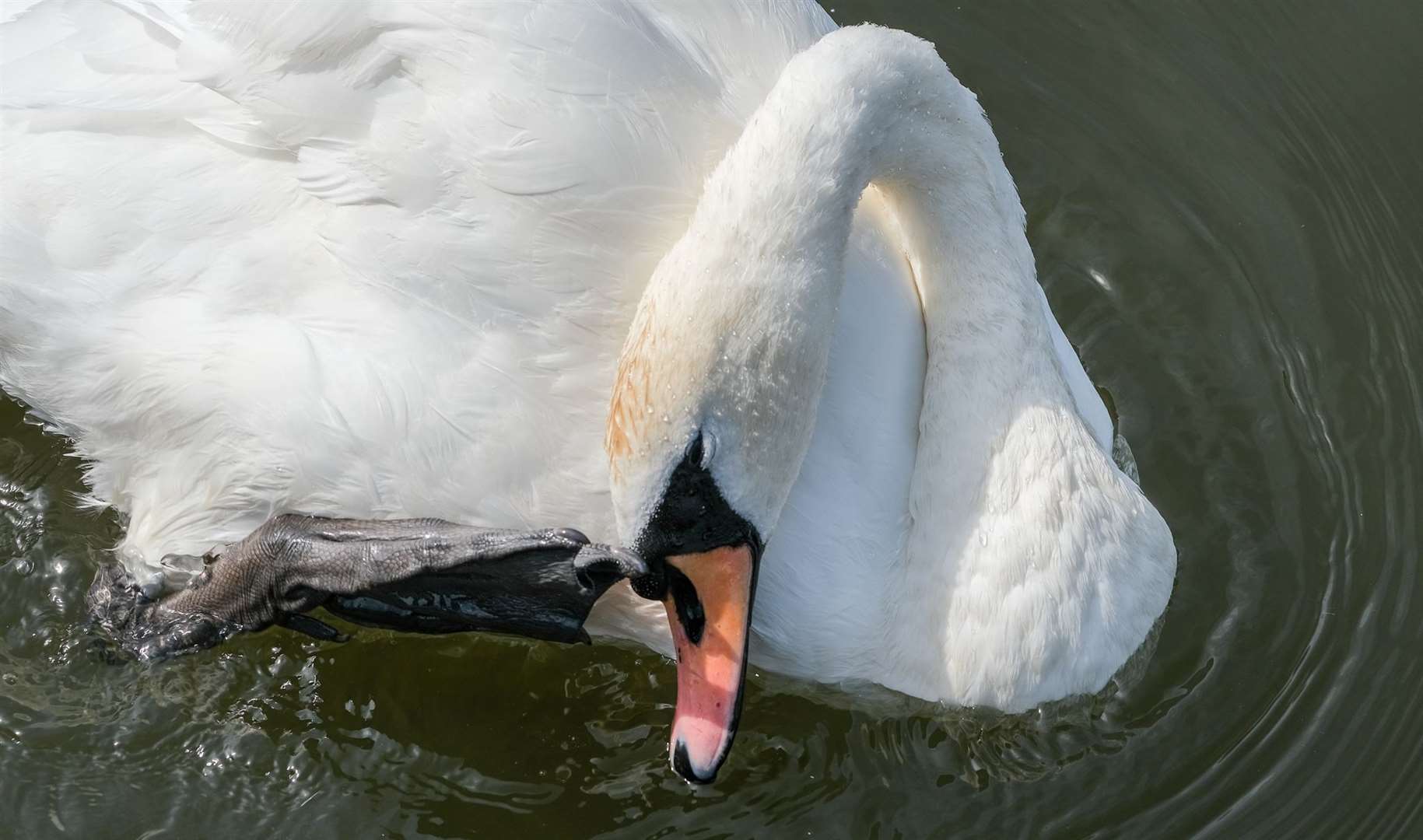 Swans keep a leg out of water to regulate their body temperature