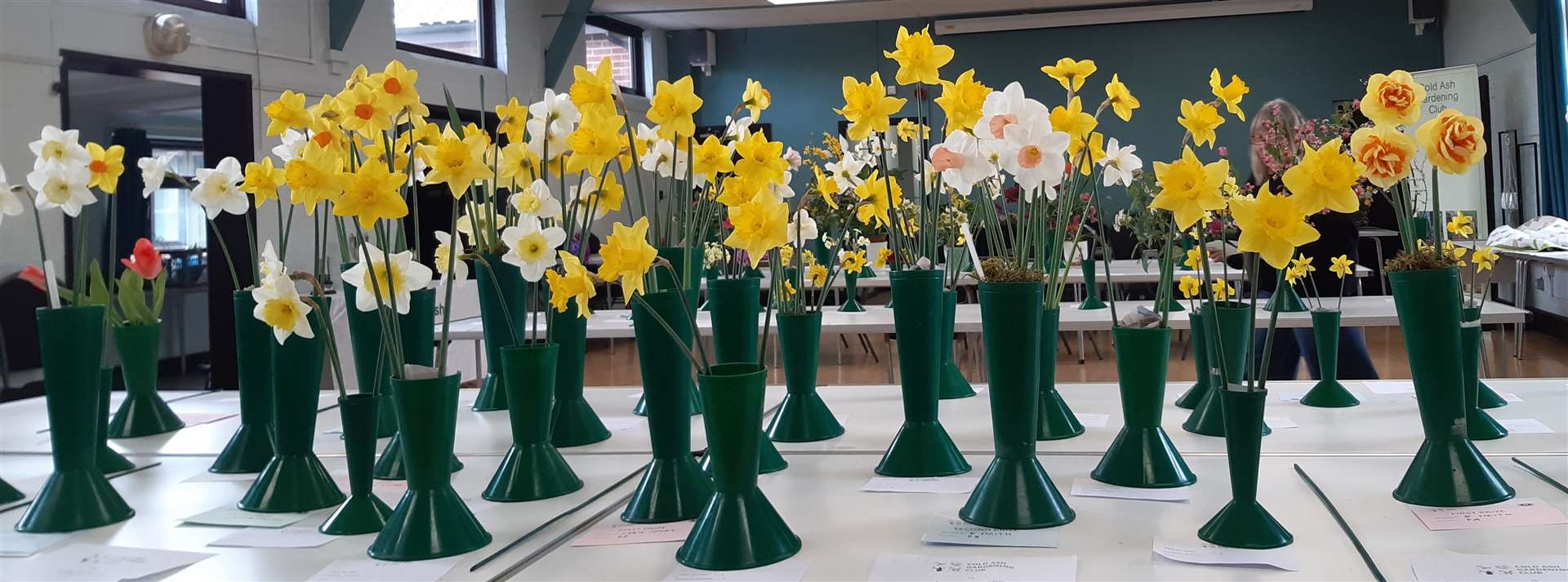 Some of the narcissi on display