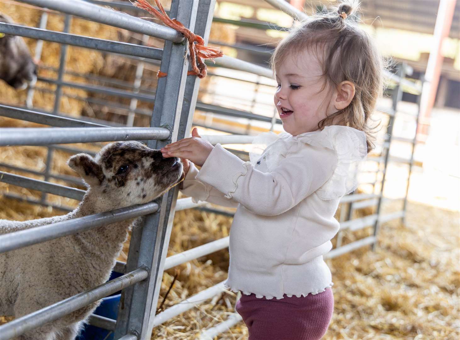 Lambing day at Foxglove Farm - Summer age 20mts