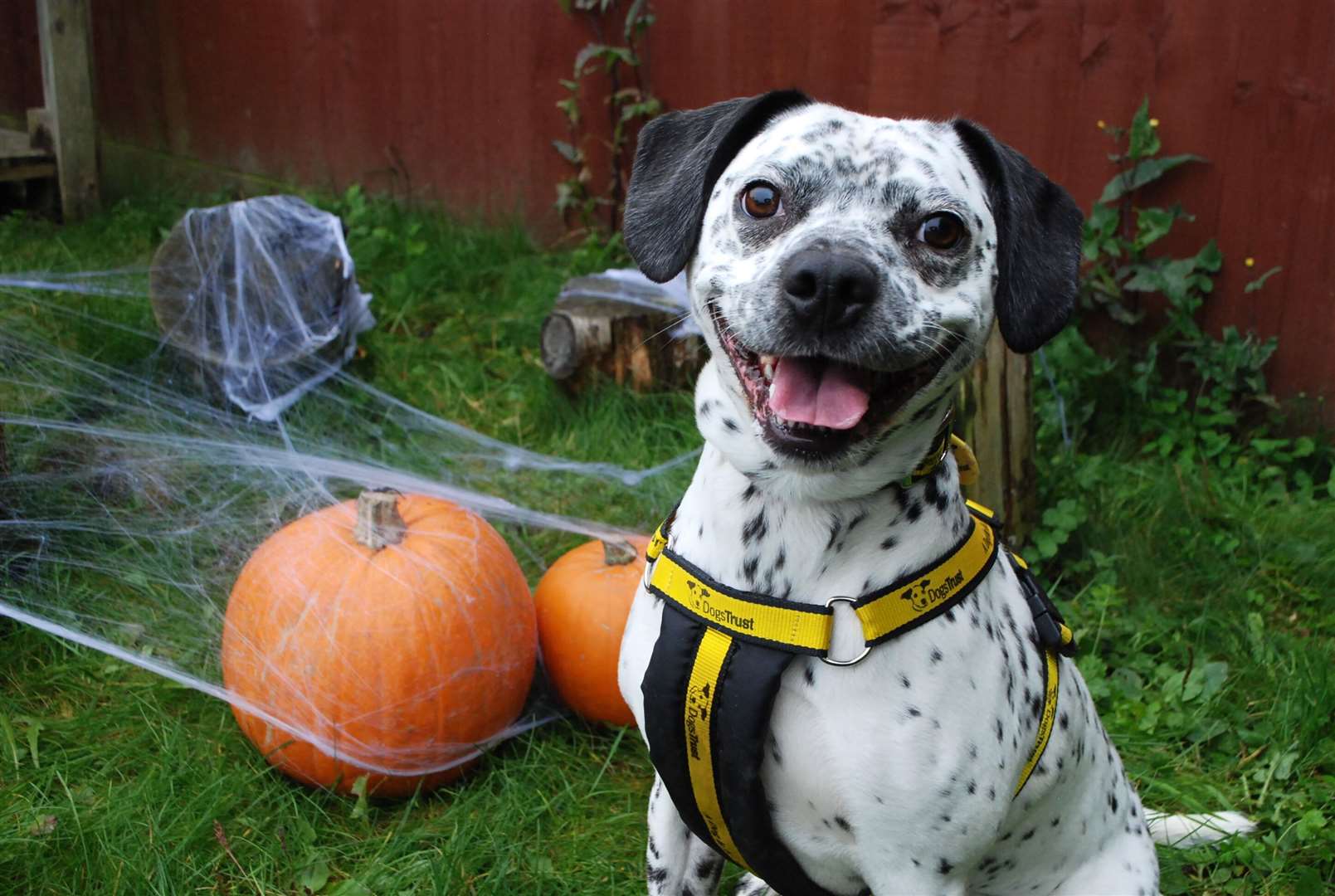 Luna is having some Hallowe'en fun at Dogs Trust this week