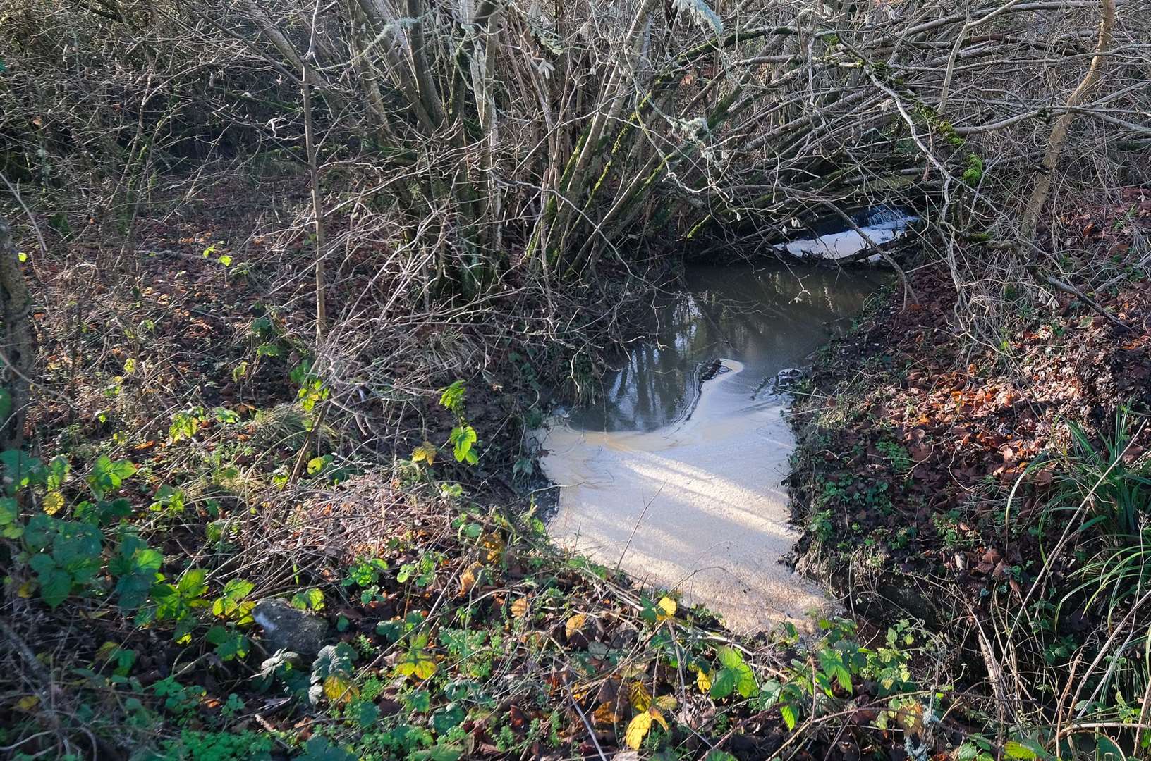 At Hamstead Marshall, where it feeds into the Hamstead Stream