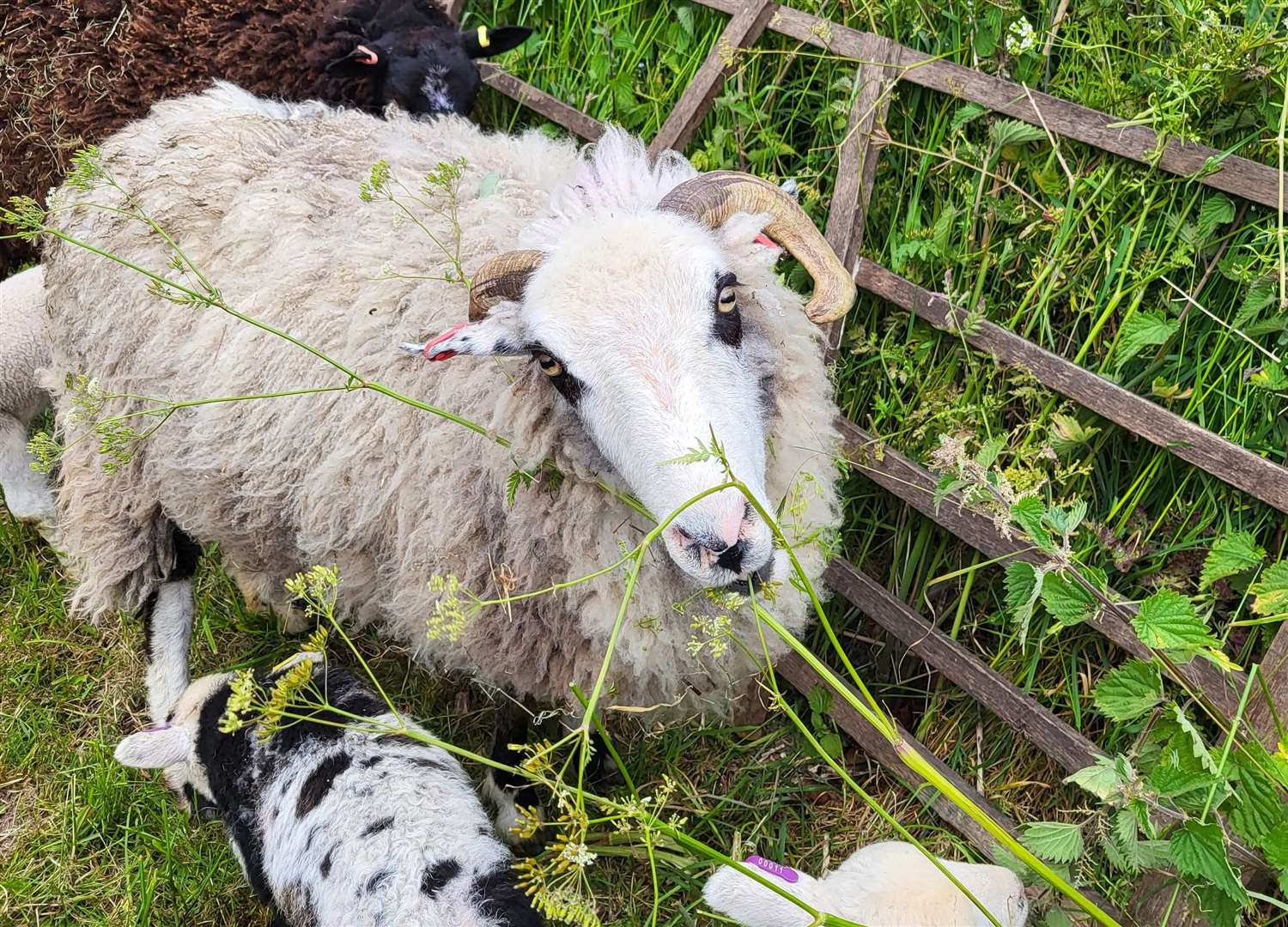 East Ilsley Sheep Fair 2024 photo credit Sarah Spink