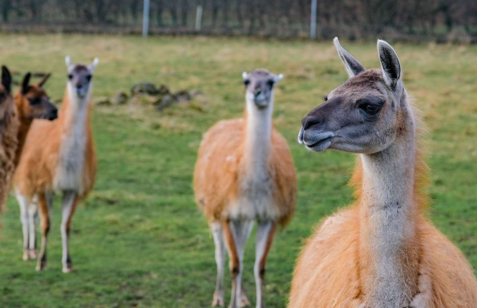The new guacnaco friends are enjoying their new home...and park visitors are enjoying them!