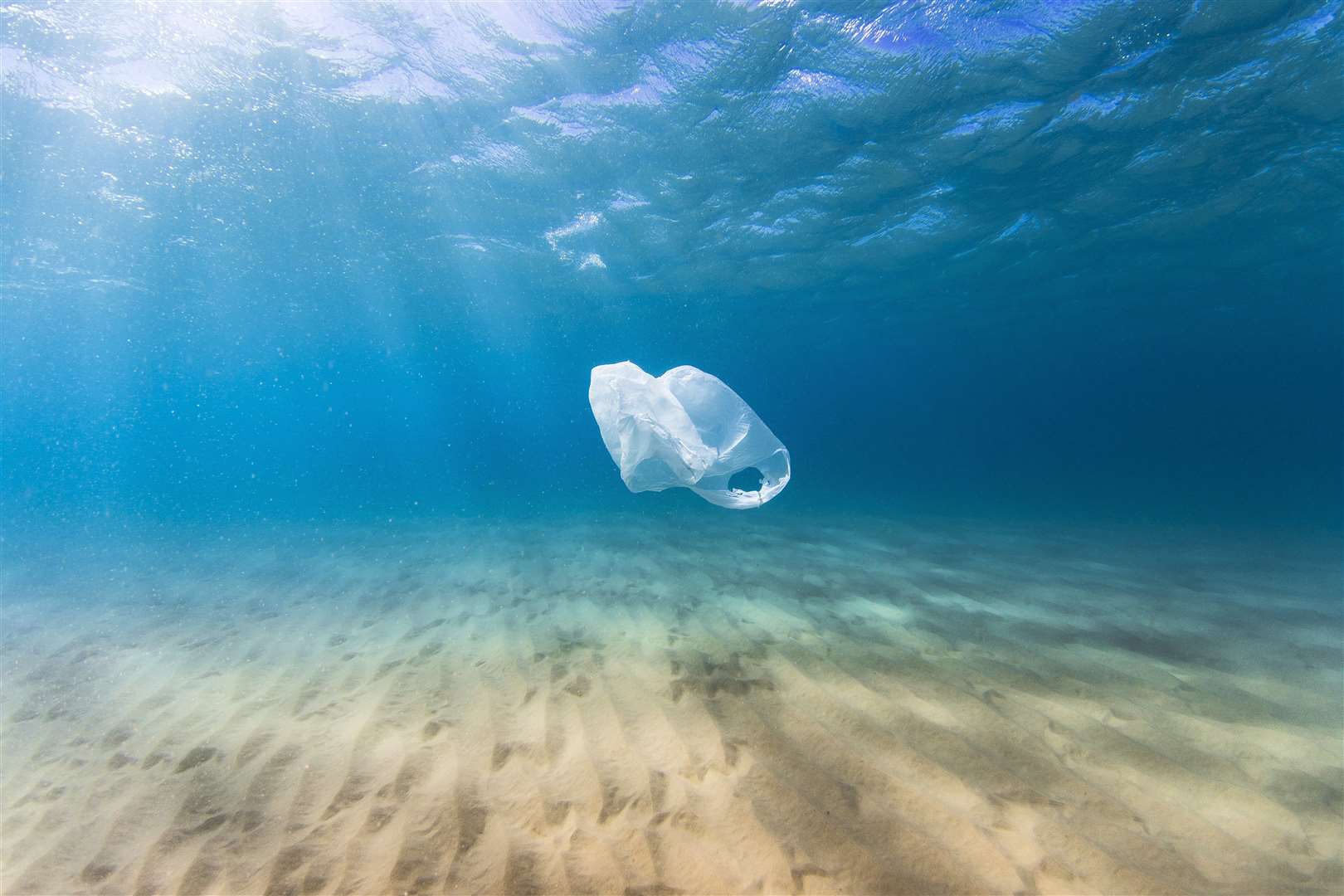 More than one million birds and over 100,000 sea mammals and turtles are thought to die every year from eating or getting tangled in plastic waste