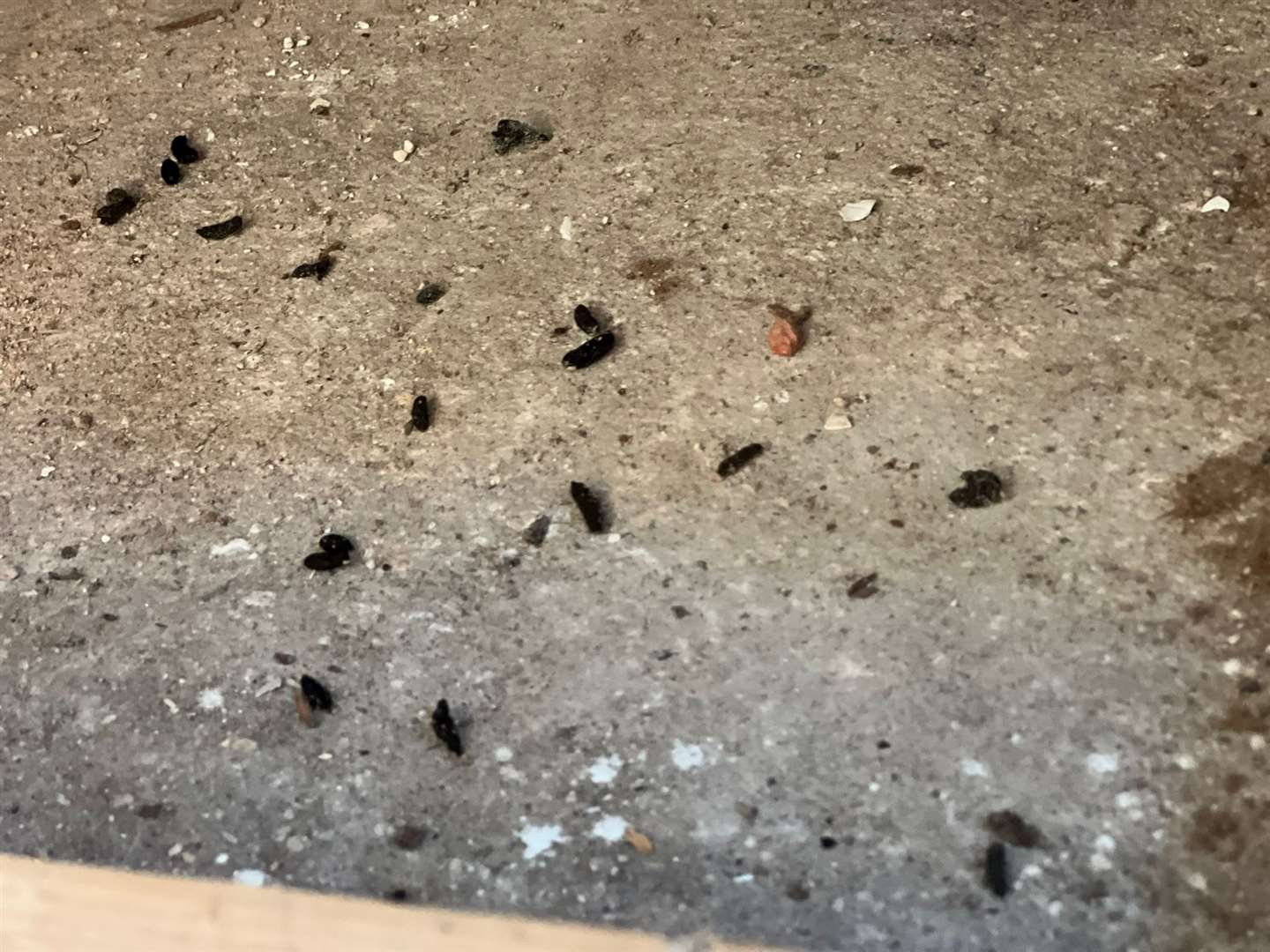 Rodent droppings