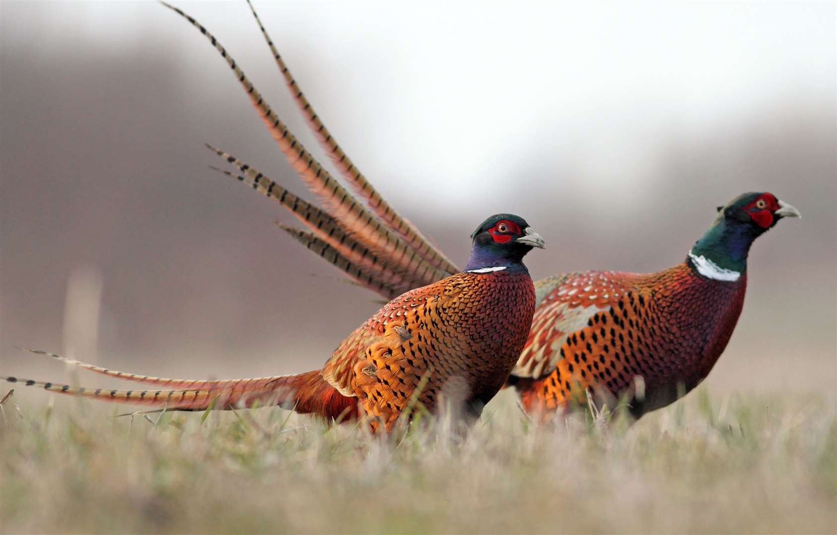 This year's pheasant season starts today