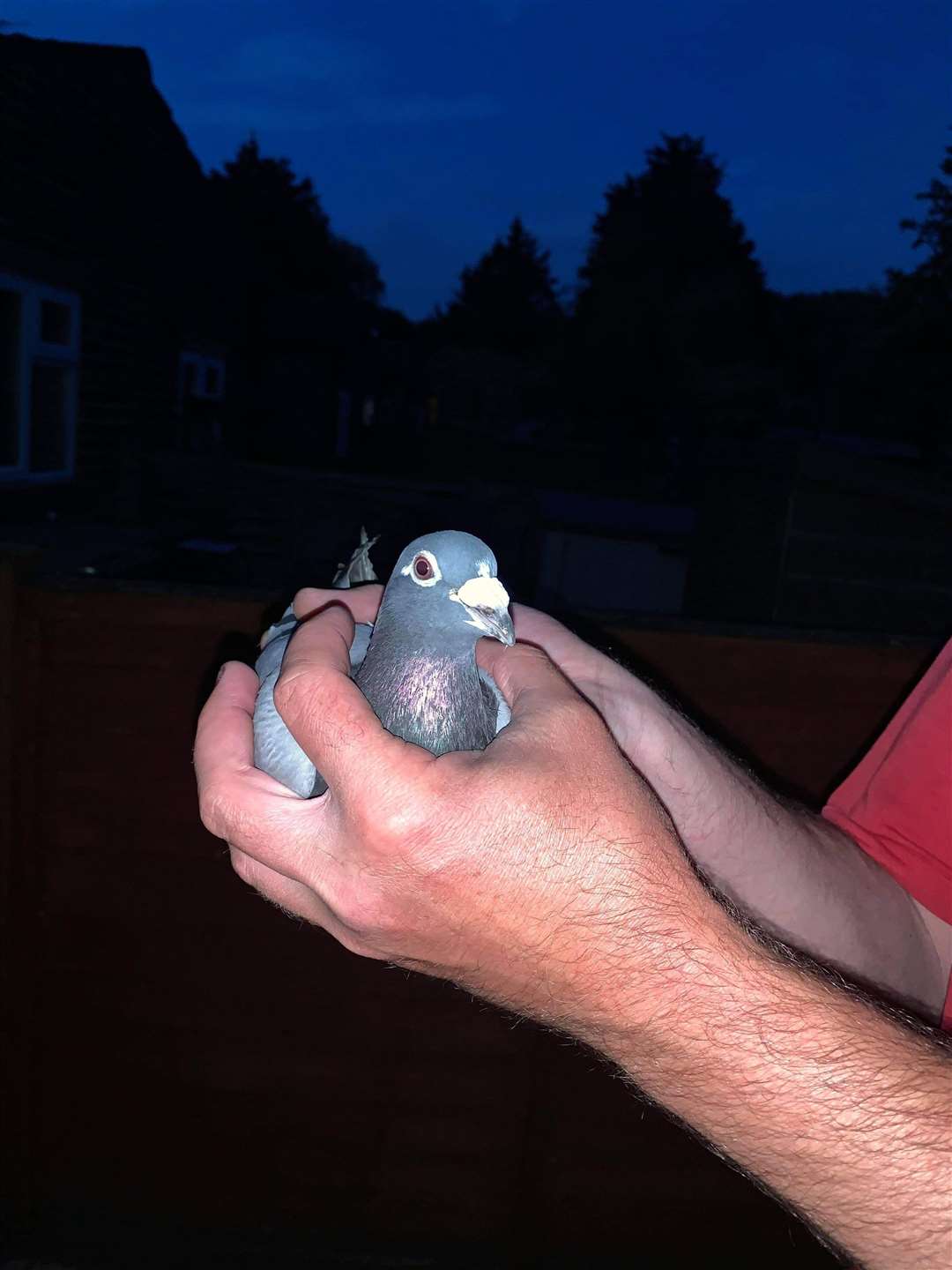 Brian the pigeon who was rescued by the Rowles family