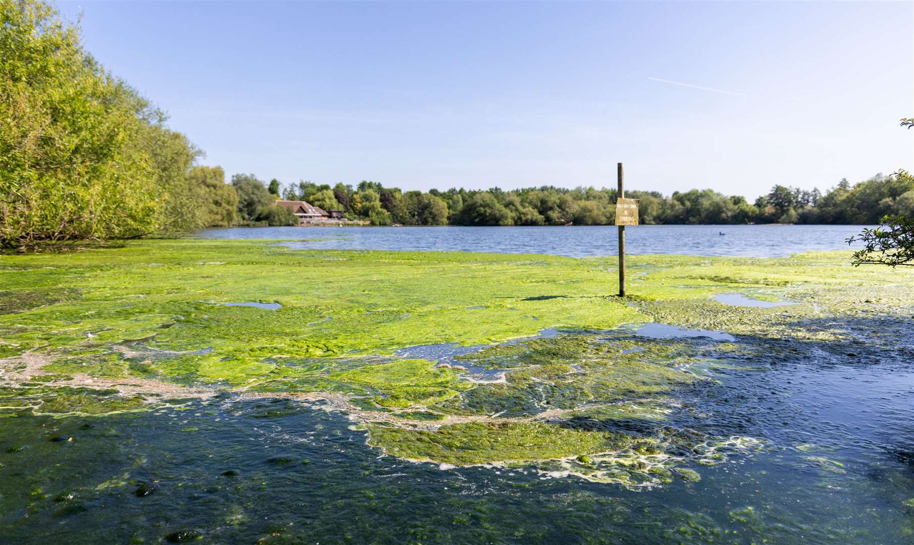The algal bloom is not believed to be toxic