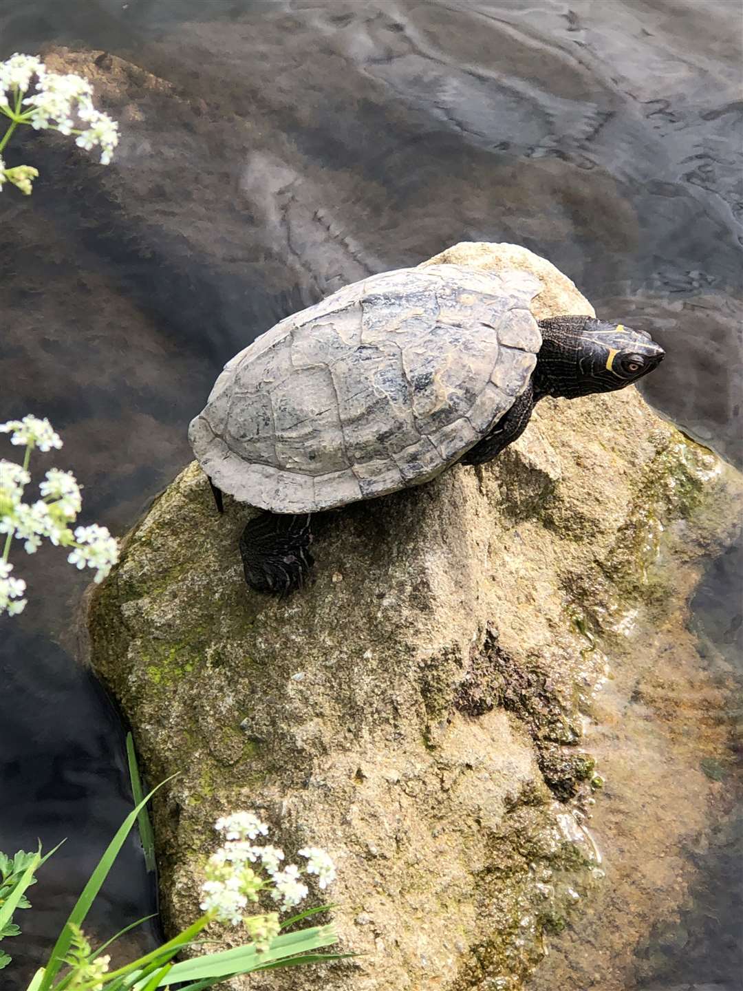 The terrapin seen by the Kennet and Avon Canal in Newbury (47364372)