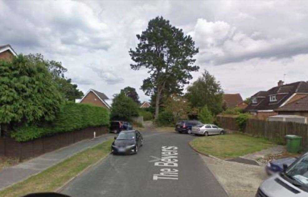 The offending pine tree in Mortimer (55237417)