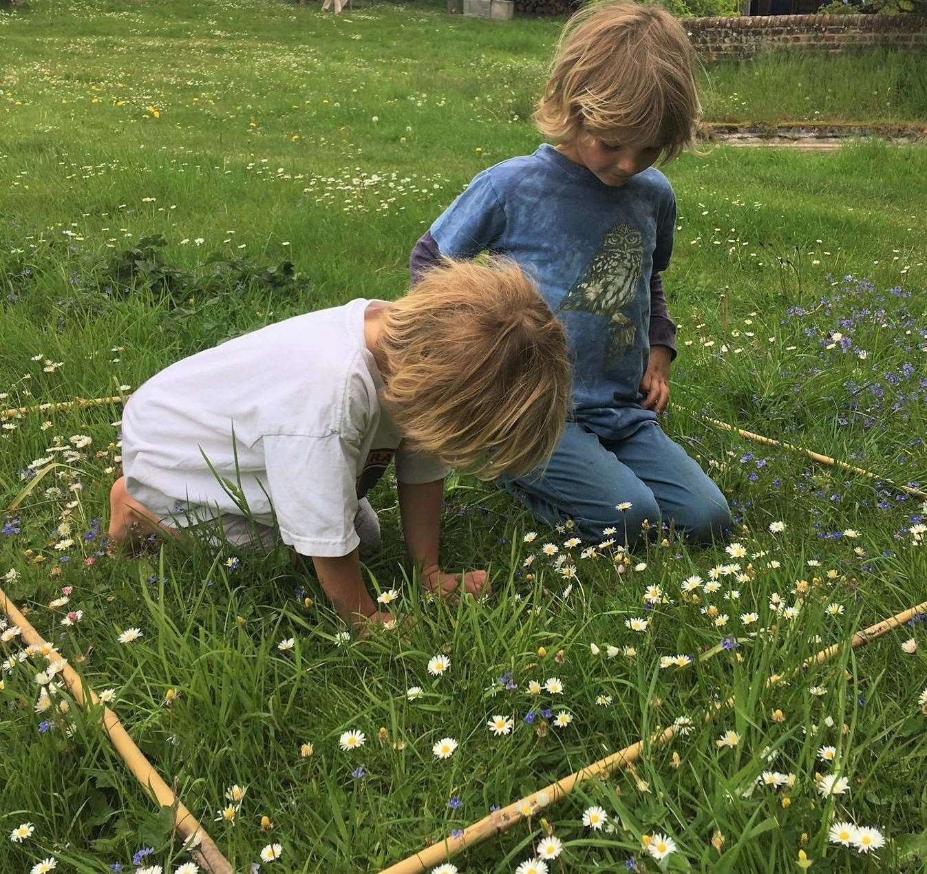 Counting flowers in No Mow May Picture: Archie Thomas Plantlife