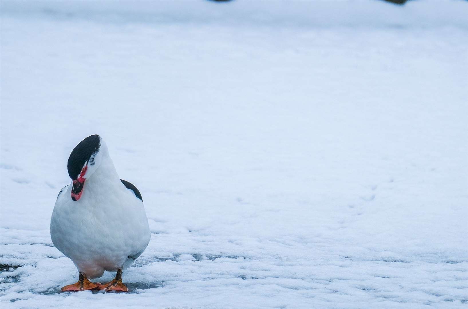 Snow in Newbury last year