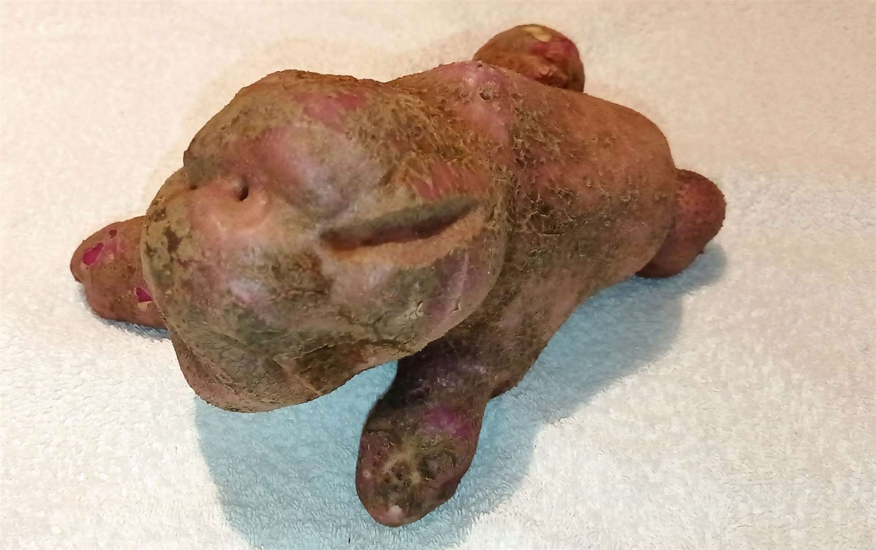 Potato which looks like an XL Bully....or Stitch from Lilo & Stitch? Credit: Chris Gittins