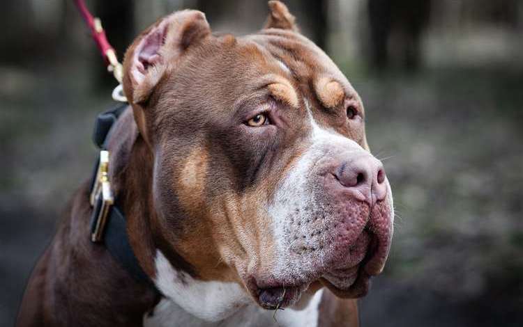 American bully Tricolor XL. Stock image