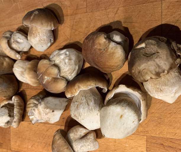 'Champagne cork' porcini