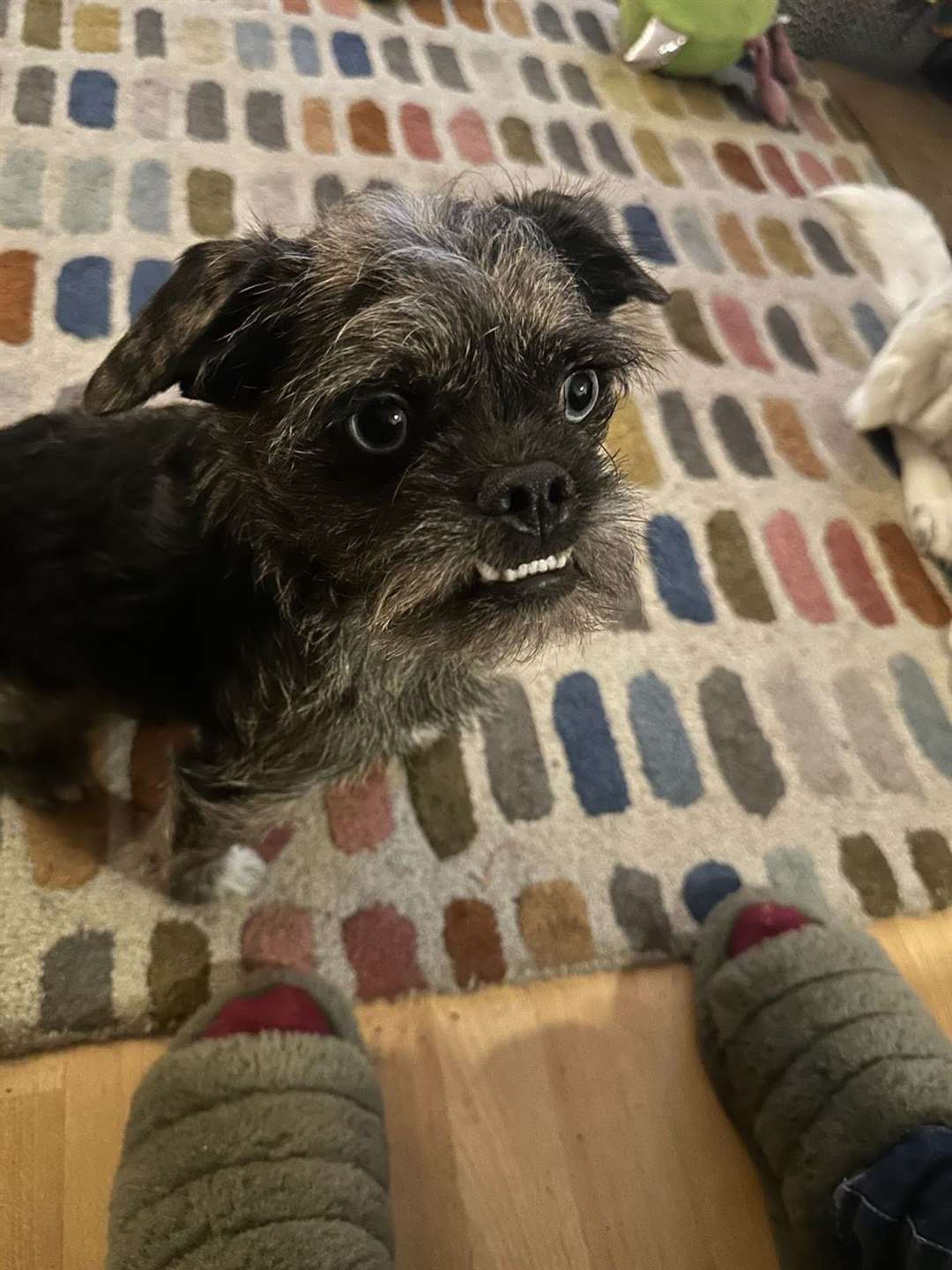 Pug cross with toy poodle Roger, age 1, from Brighouse, West Yorkshire