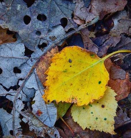 The Floral Print winner was Richard Pike with ‘Dead Leaves’