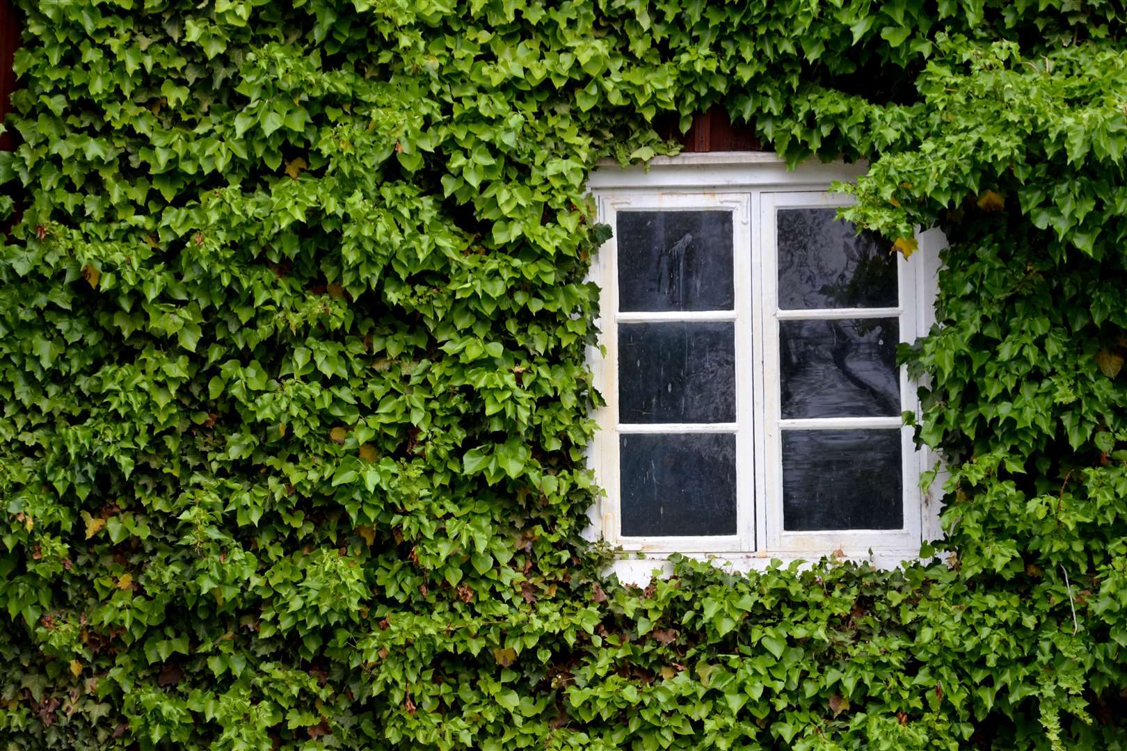 Ivy is easy to take down but can grow rapidly. Photo: Svitlana Tytska/ Shutterstock.