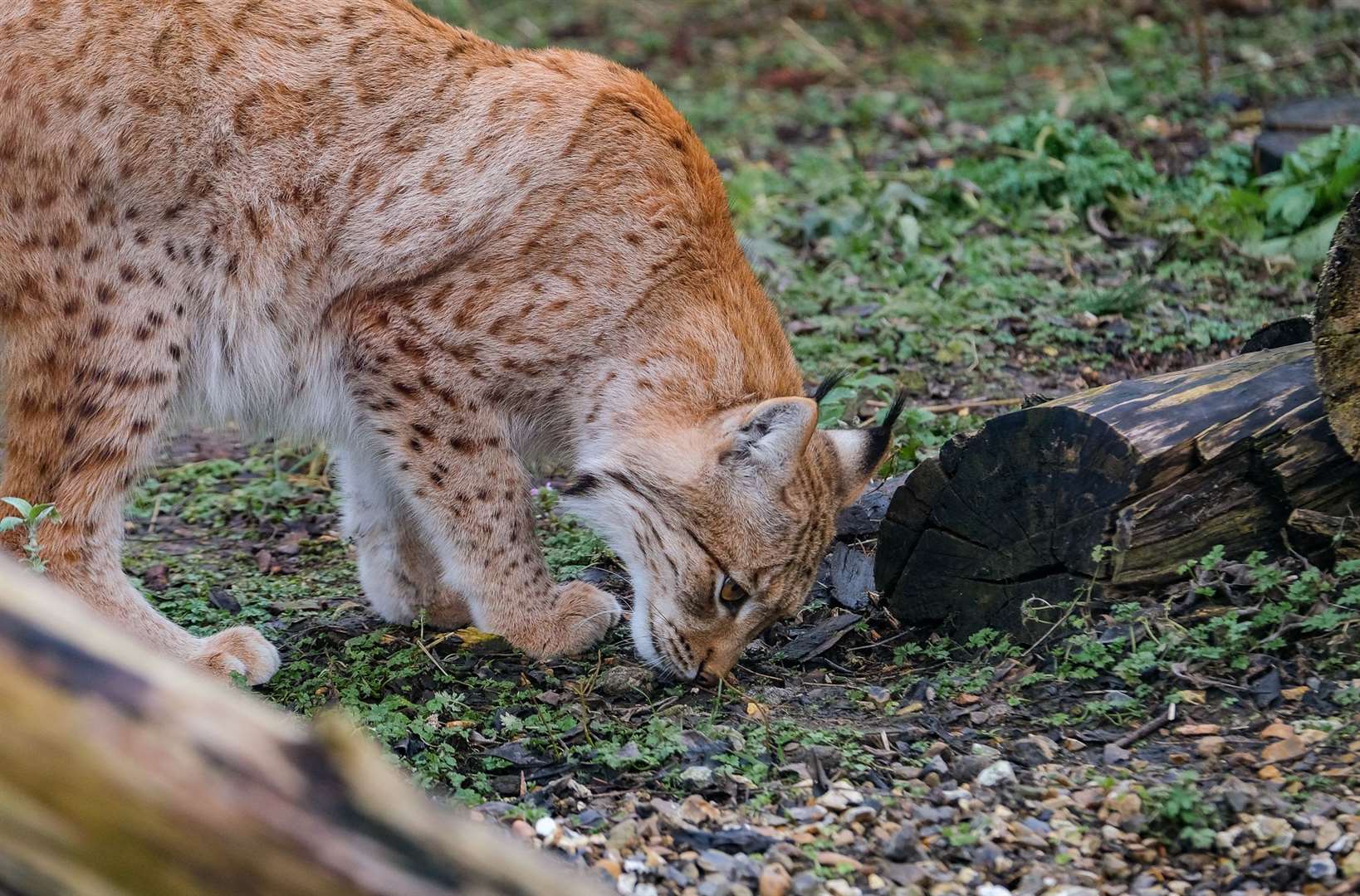 Finn, the male lynx seems happy to have a new friend and has been following her around the enclosure.