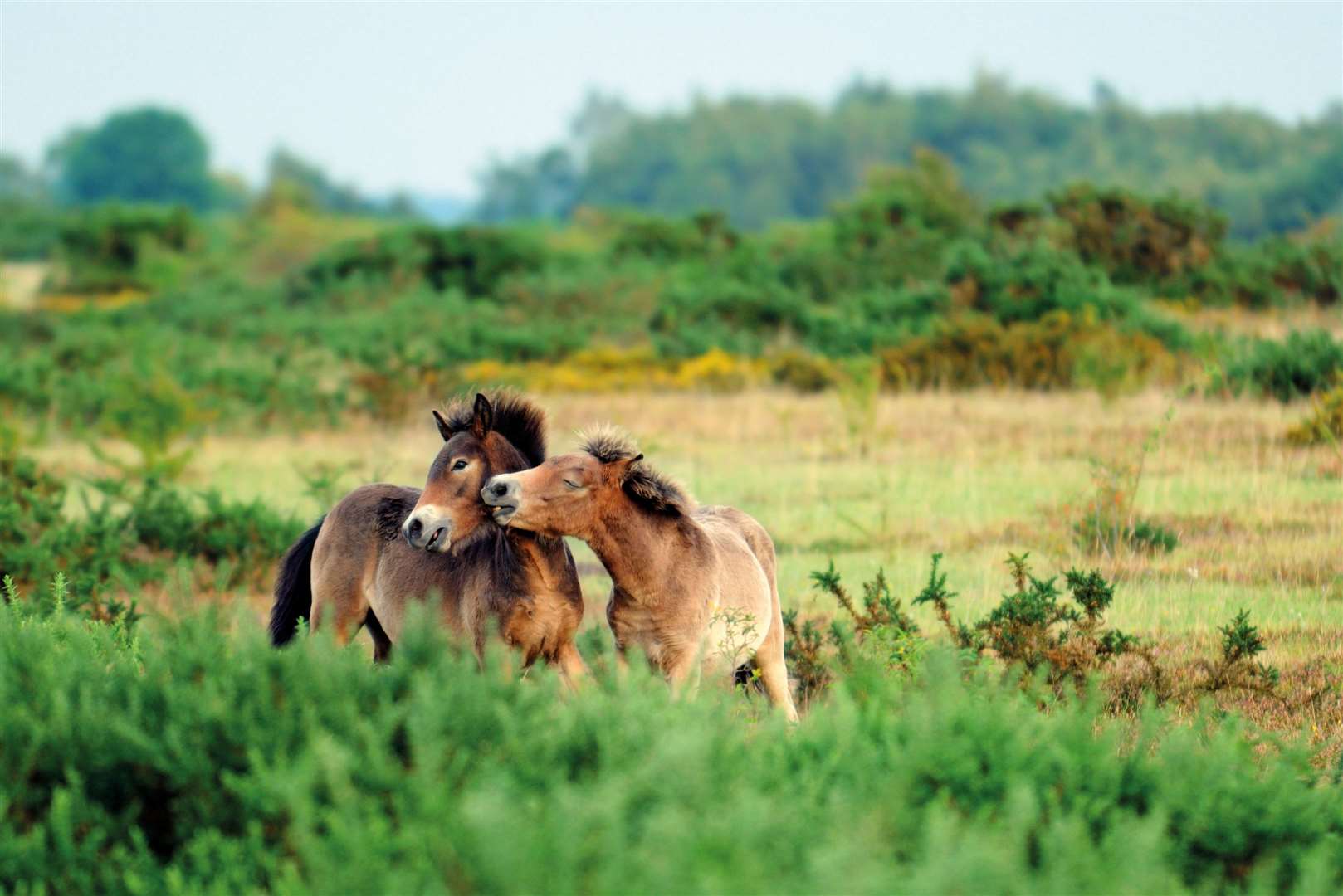 Ponies on Greenham Common. Credit: Rob Appleby