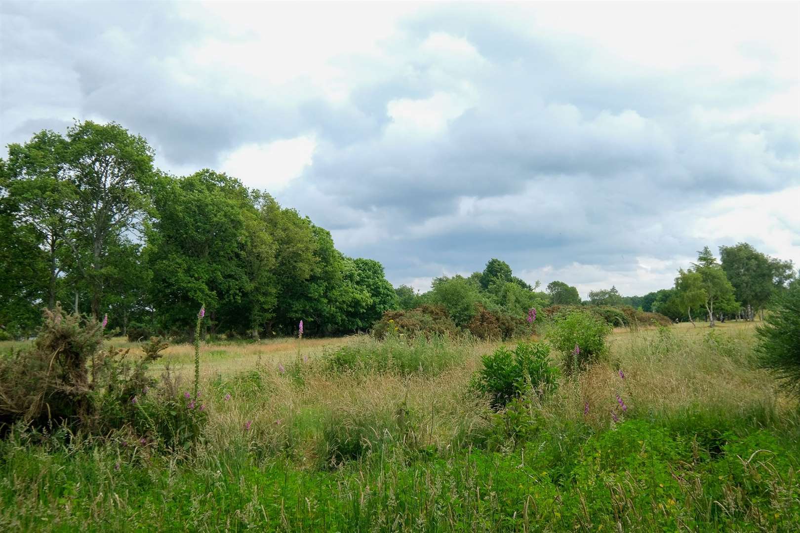 Part of the site of the proposed housing development at Newbury and Crookham Golf Club
