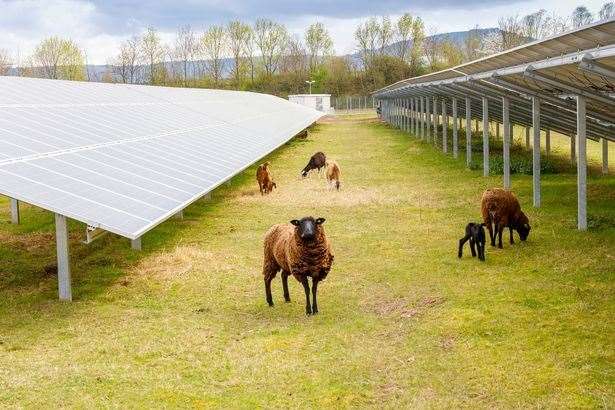 Sheep will be able to graze around 95% of the solar farm (59866532)