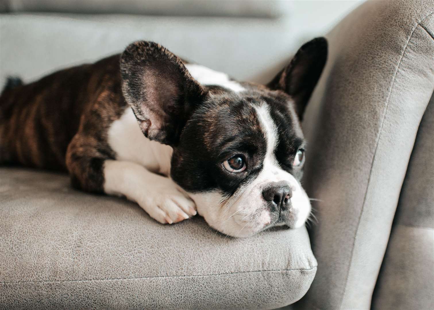 The French bulldog. Image: iStock.