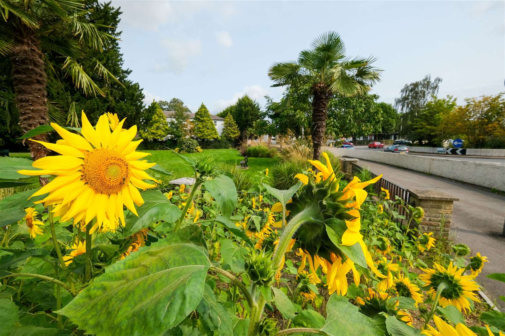 Sunflowers in Greenham House Gardens that were planted by pupils of Falkland Primary School, in conjuction with Newbury in Bloom, to show solidarity with the people of Ukraine