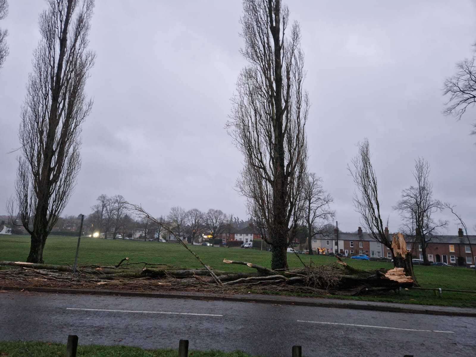A tree has come down on Stroud Green in Storm Henk