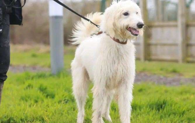 Hugo, picture: Dog's Trust