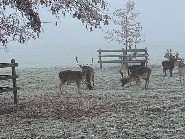 Englefield deer by Graham Wykes