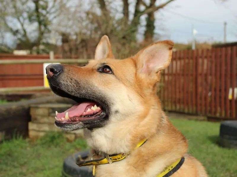Tara needs a loving home