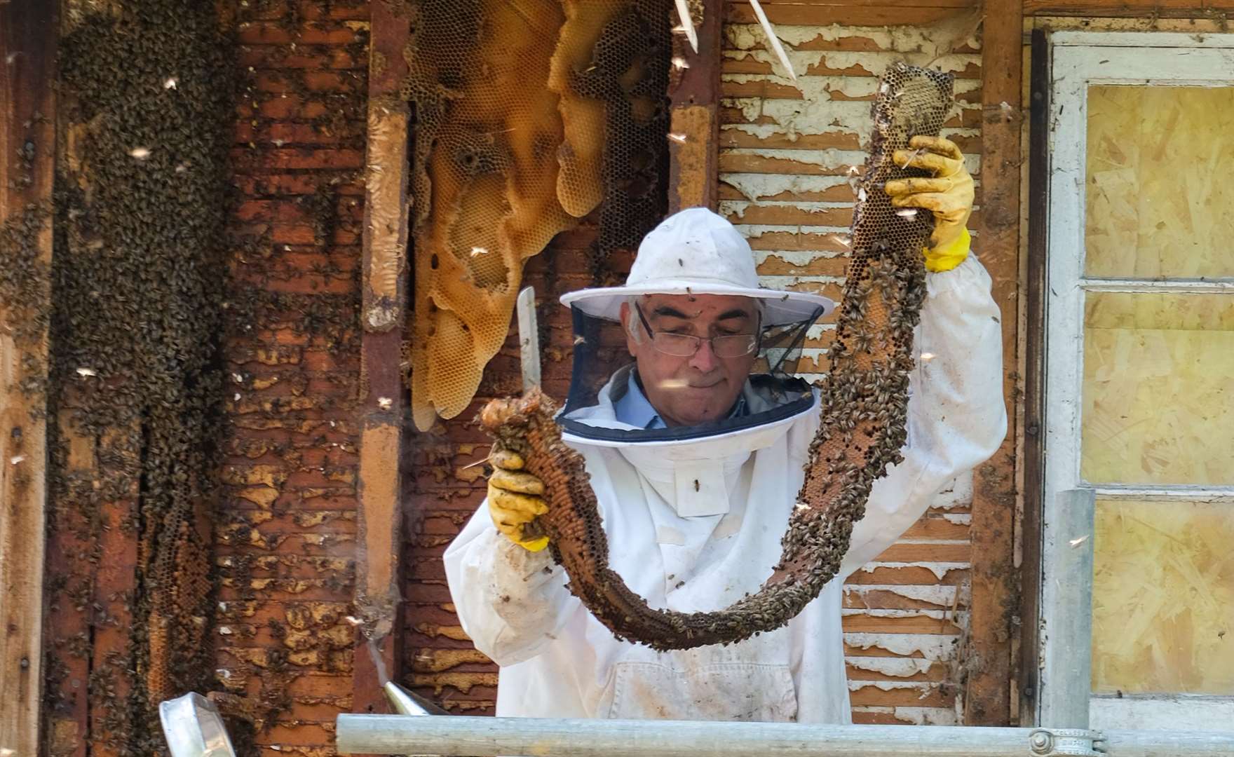 Beekeeper Manoochehr Gerayesh from Berkshire Bees with a two-metre long honeycomb