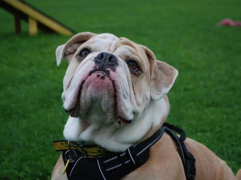 Could you give this cheeky chap his forever home?