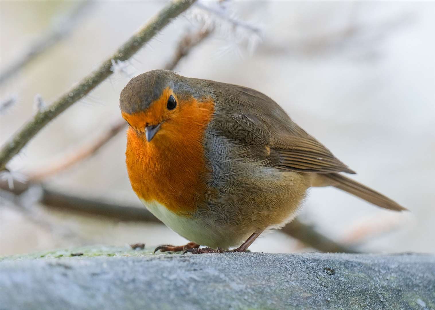 A robin at Thatcham's Nature Discovery Centre