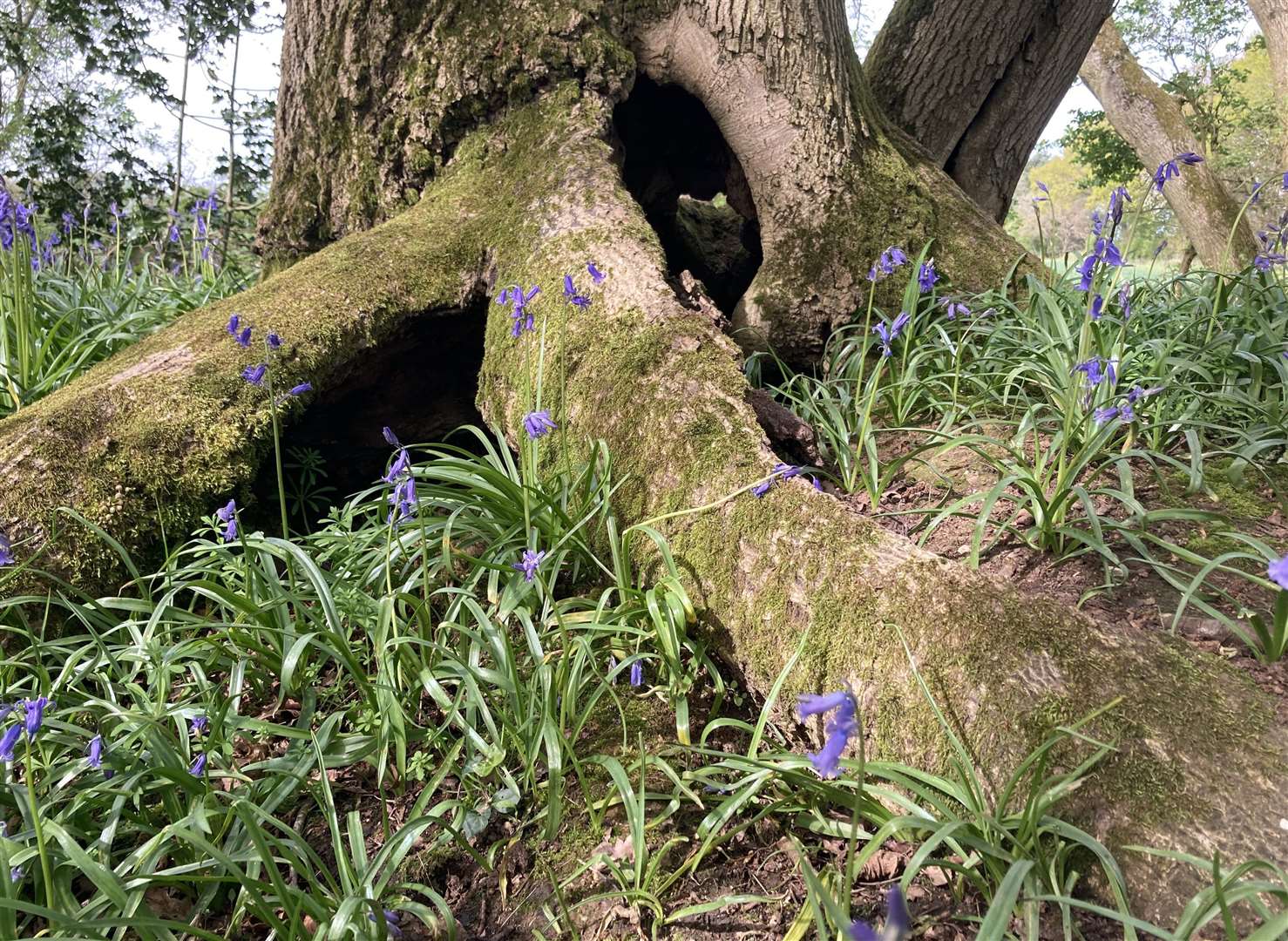 This picture of an ancient oak tree in a bluebell wood in Aldworth was taken by Tracey Godsmark