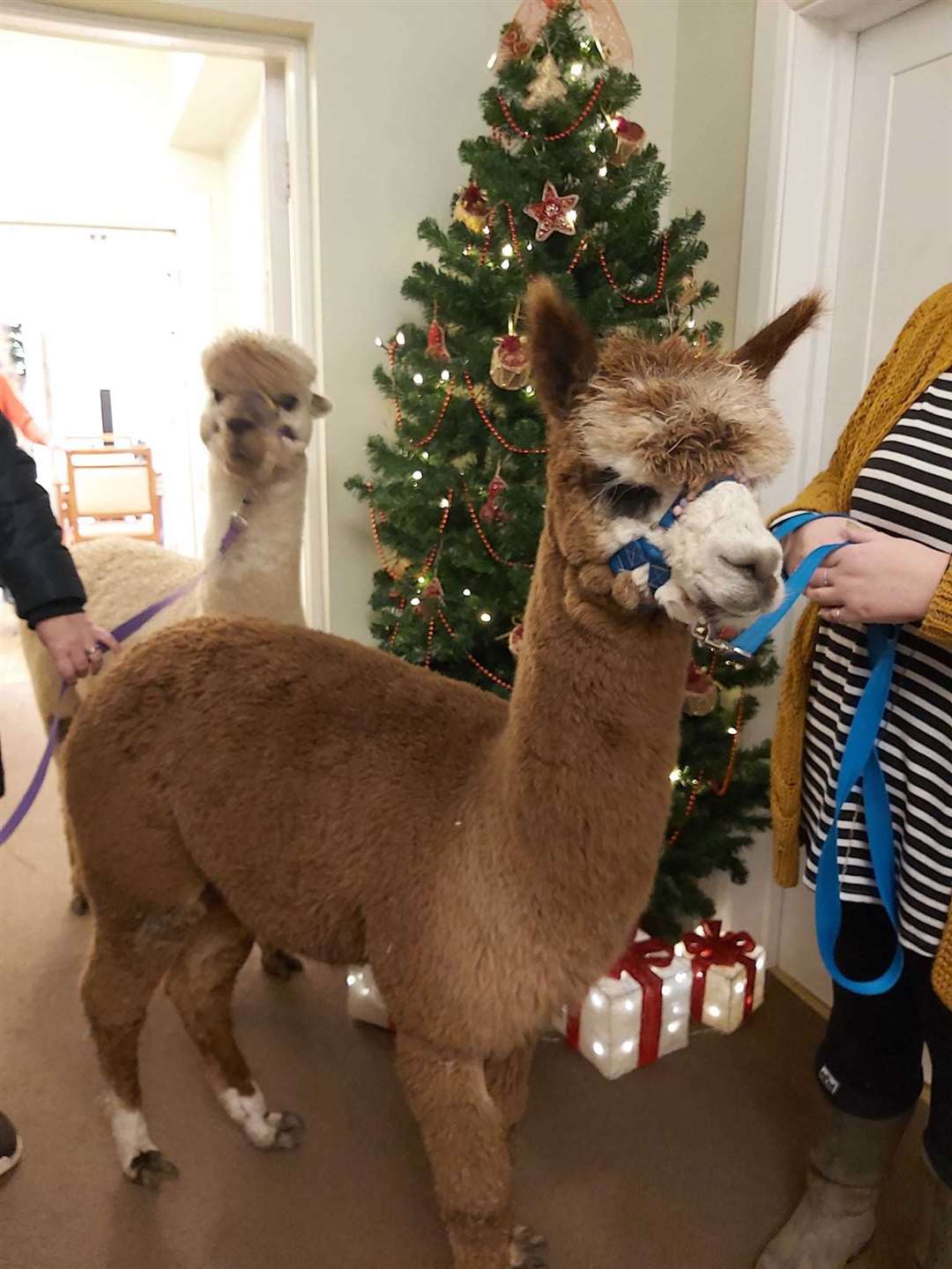 That's a funny looking reindeer!
