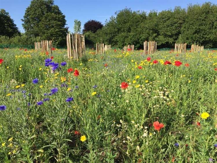 Wildflowers in Newbury