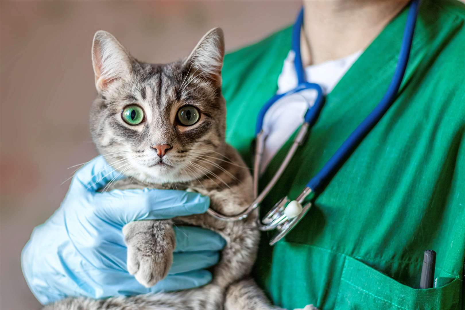 GP Vets Tadley at 17 West Street re-opened on Monday, January 6
