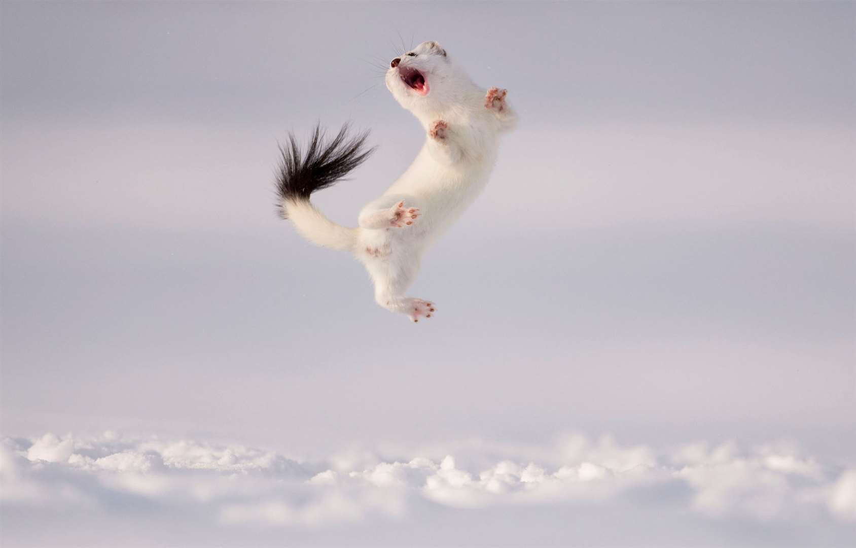 © Jose Manuel Grandío , Wildlife Photographer of the Year