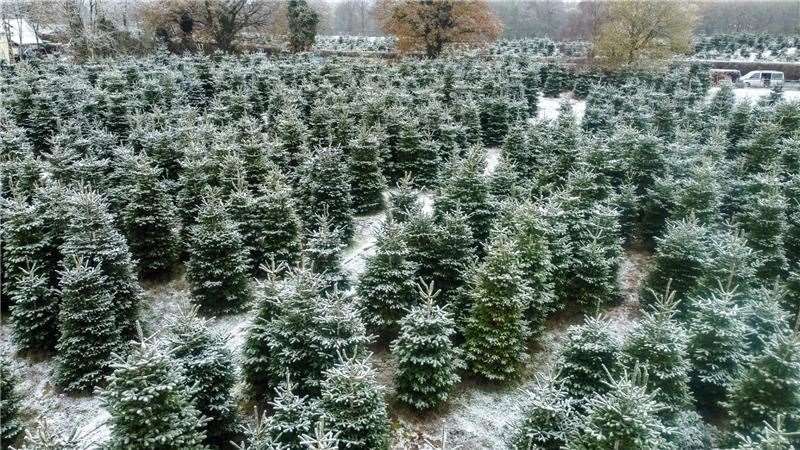 Win a Christmas tree from Yattendon