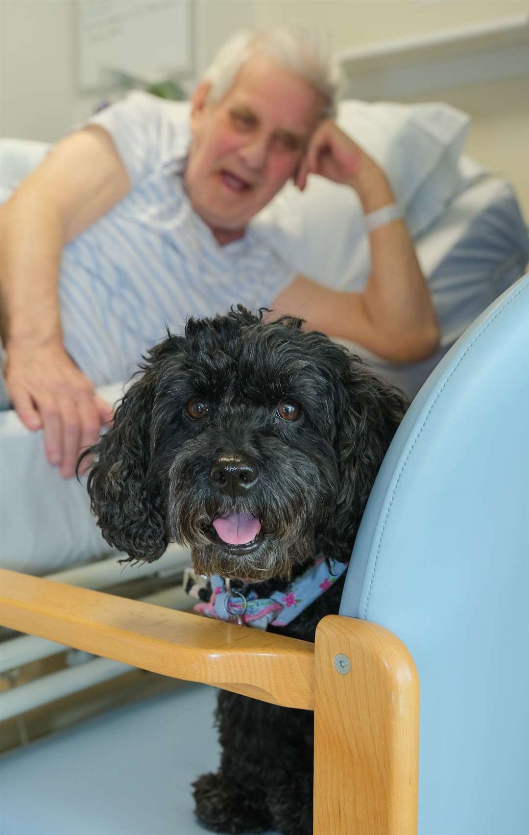 Bella the therapy dog visits West Berkshire Community Hospital .Ref: 05-0122