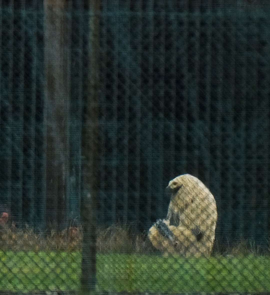 A large hairy creature that looks to be holding a gun was spotted