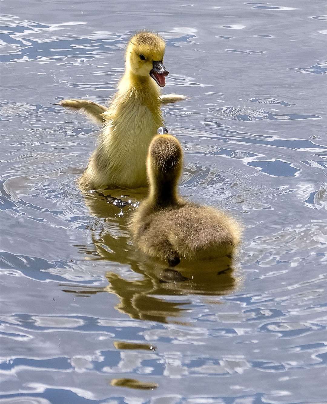 Enjoy the wildlife at Thatcham Nature Discovery Centre