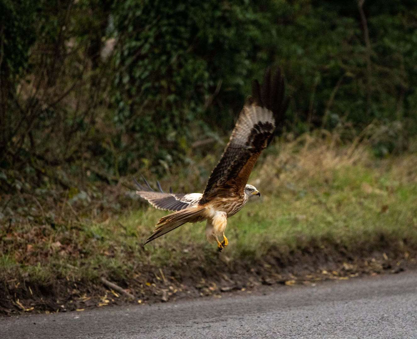 Bev Hiller captured these beautiful photos of this red kite just outside Newbury