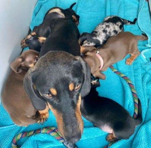 puppies (50199823)