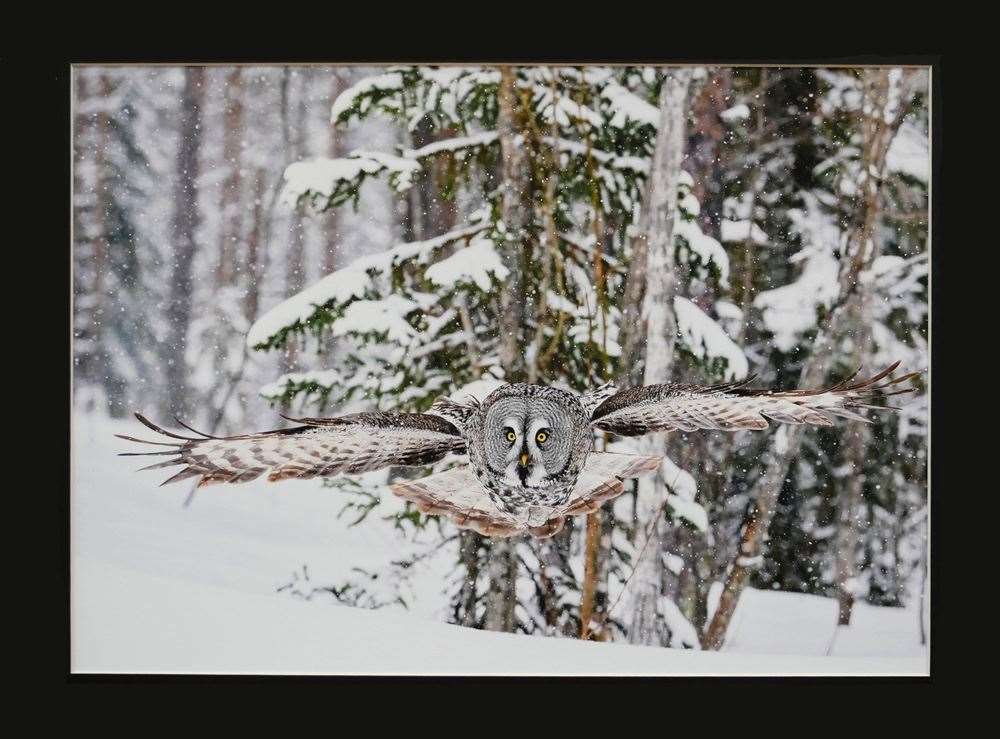 Tony Matthew's winning picture "Closing In" which depicts a great grey owl