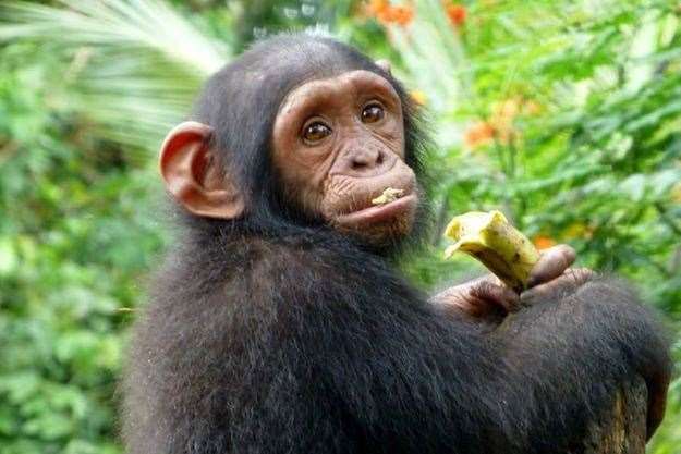 Limbe Wildlife Centre