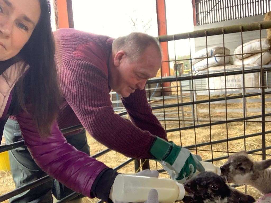 Lambing Day (56319148)