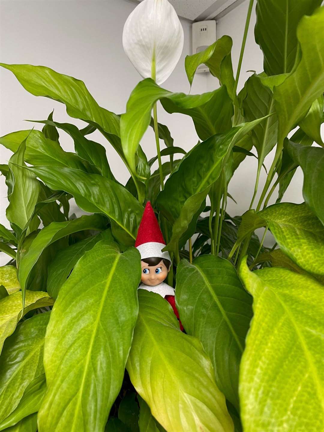 Watering the plants